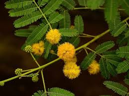 Image result for Acacia nilotica