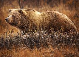 It's very important to develop and maintain a loyal customer base. Postgame The Grizzly Bear Is A North American Subspecies Of The Brown Bear Grizzlies Are Typically Brown Though Their Fur Can Appear To Be White Tipped Or Grizzled Lending Them Their Name