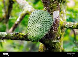 Image result for Annonaceae