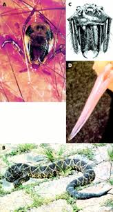 However, snakes you have two options at this point that should be considered depending on your budget and how much you want to do to lessen the severity of the snakebite. Envenomation And Consumption Of Poisonous Seafood Journal Of Neurology Neurosurgery Psychiatry