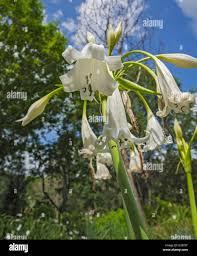 Image result for Crinum aurantiacum