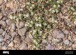 Image result for Guilleminea densa