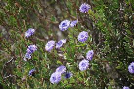 Image result for Globimetula rubripes