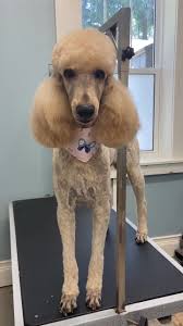 Arreau Standard Poodles