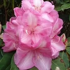 From a technical standpoint, rhododendron flowers are bell shaped and have ten or more stamens, while azalea blooms are typically funnel shaped and have five stamens. Rhododendrons Terra Viva Home Garden