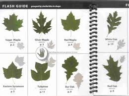 Tree Seed Identification Chart Survival And Self Reliance
