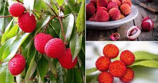 We did not find results for: What Does Lychee Taste Like Lychee Benefits
