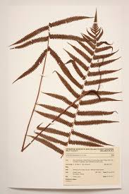 Image result for Christella friesii