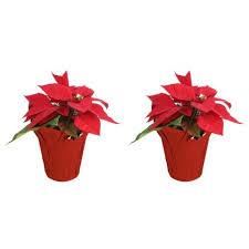 Costa farms gave us no ppe, offered no hazard pay, lowered full time employees down to 32 hours a week even though the sales numbers were 57% better than the previous year. Costa Farms Indoor Christmas Decorations 30 Off Dealmoon