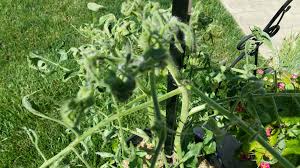 The top leaves on my tomato plants are curling up and look stunted. Tomato Plant Upper Leaves Curling Up Cromalinsupport