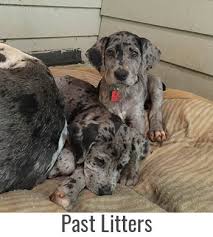 We are experienced professional great dane breeders of quality great dane pups on our 40 ac farm in the nc foothills, close to charlotte, asheville, greenville. Biggar Danes
