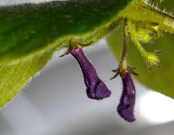 Image result for Streptocarpus buchananii