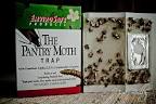 Pantry moths Sydney