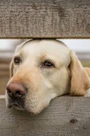 Dogs ☆ puppies ☆ pets. Untitled Labrador Retriever Puppies Retriever Puppy Labrador Retriever