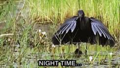 Their nasal cries and booming display dives may be. Bbc Bbc Earth Banging Gif Find On Gifer