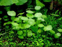 Tidak terkecuali tanaman aquascape, tanaman dalam aquascape juga membutuhkan karbon dioksida untuk proses fotosintesisnya. Tanaman Aquascape Tanpa Co2 Belajar