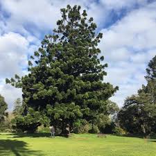 Image result for Araucaria cunninghamii