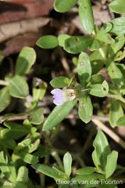 Image result for Blepharis integrifolia