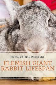 What Is The Lifespan Of A Flemish Giant Rabbit Giant Rabbit Flemish Giant Flemish Giant Rabbit