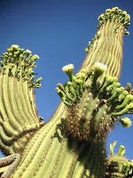 The saguaro cactus carnegiea gigantea has a towering, treelike look to it. Q Az What Shapes Saguaro Cacti Fronteras