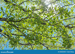 Image result for Terminalia neotaliala