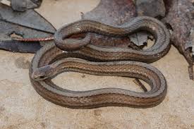 Image result for Pycnostachys reticulata