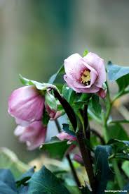 Mein Gartenjahr Januar 2018 Herzlich Willkommen Im Berlingarten Christrose Stauden Pflanzen Taglilien