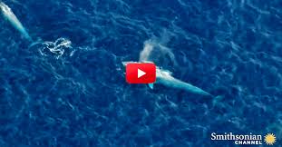 You Ve Got To See This An Eye In The Sky View Of The Largest Animal On The Planet Large Animals Animals Beautiful Ocean Creatures