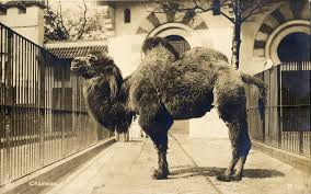 Vintage Postcards From The Berlin Zoo The Elephant Gate Zoo Pictures Zoo City Zoo