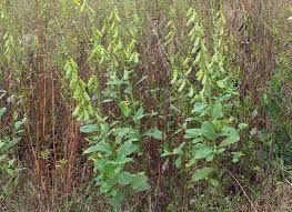 Image result for Crotalaria spectabilis
