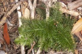 Image result for Abrodictyum