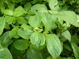 Image result for Synedrella