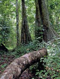 Image result for Oubanguia africana