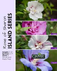 Image result for Hibiscus torrei