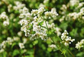 Garlic can also protect apple trees from apple scab and peach trees from developing leaf curl, but is a good companion to all fruit trees. 6 Great Companions For Fruit Trees