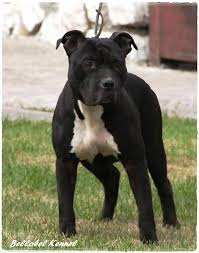 American Staffordshire Bull Terrier Black And White Vvardenfell E Blue Heart In Black Staffordshire Bull Terrier American Staffordshire Terrier In 2020 Staffordshire Terrier Black Puppy American Staffordshire Terrier