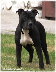 It is said that this breed is extremely aggressive. Pin On Web Pixer