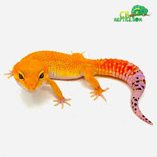 Leopard Gecko For Sale Tangerine Leopard Gecko Leopard Gecko Gecko