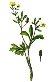 Image result for Ranunculus sceleratus