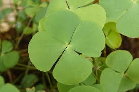 Image result for Marsilea minuta