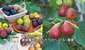 もぎたて果樹園 イチジク タキイネット通販