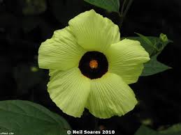 Image result for Azanza lampas