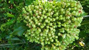 Cengkeh atau cengkih merupakan tanaman asli maluku, yg saat ini budidaya cengkeh telah tersebar ke seluruh dunia. Manfaat Cengkeh Untuk Kesehatan Yang Patut Anda Ketahui