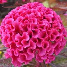 Hot Pink Cockscomb Celosia Seeds Coxcomb Flowers Flower Seeds Hot Pink Flowers
