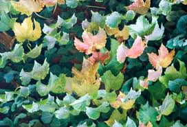 Check spelling or type a new query. The Best Perennial Vines For Your Garden Better Homes Gardens