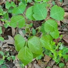 Image result for Anacardiaceae