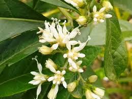 Image result for Vernonia thomsoniana