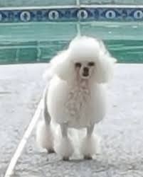 Like the standard sheepadoodles they too come in the same color varieties with each one having their own beautiful and unique markings. Teacup Poodle Dog Breed Information And Pictures