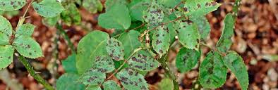 Black spot leaf disease is a physiological plant disorder that affects some grape varieties such as concord. Rose Black Spot Treatment Control Love The Garden