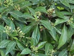Image result for Landolphia ligustrifolia